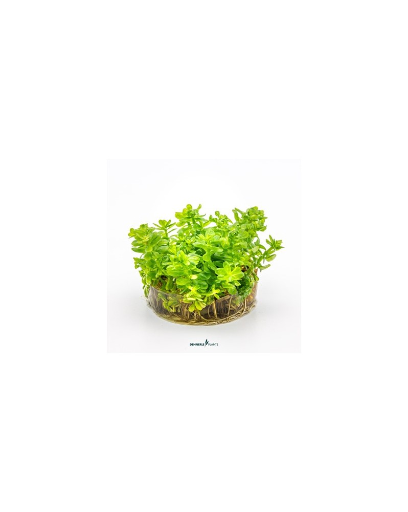 Rotala indica  - Plant It!